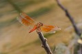 J01_1855 Brachythemis contaminata